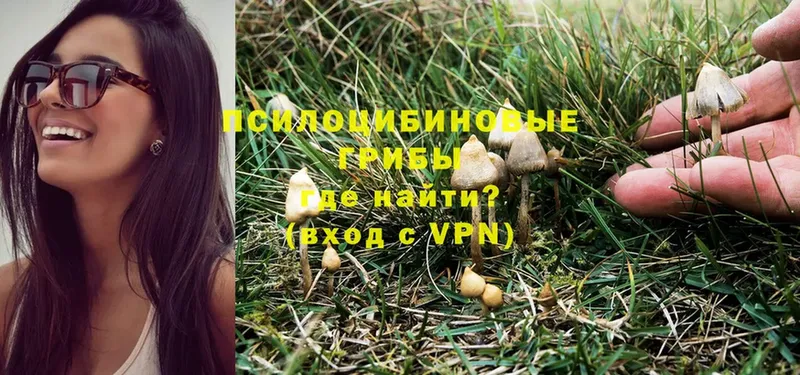 Галлюциногенные грибы MAGIC MUSHROOMS  как найти наркотики  Дмитриев 